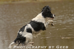 Rico getting air as the pickup dog.