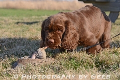 A Sussex spaniel at the Birdiness Test.