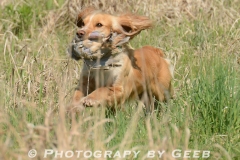 Sam on the retrieve