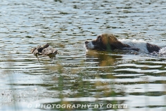 Daphne on a retrieve